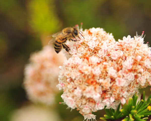 A bee on a flower.