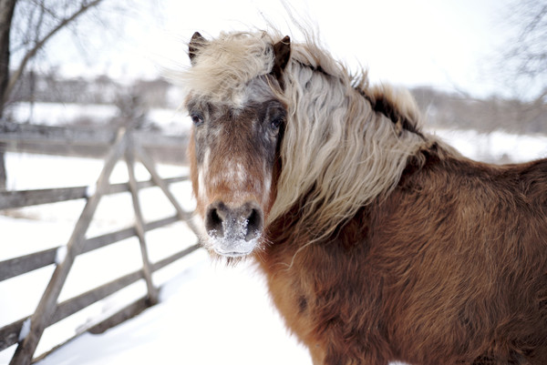 A pony looking at the camera.